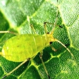 Kako prskati krušku od lisnih uši: tokom i nakon cvatnje, u proljeće, ljeto